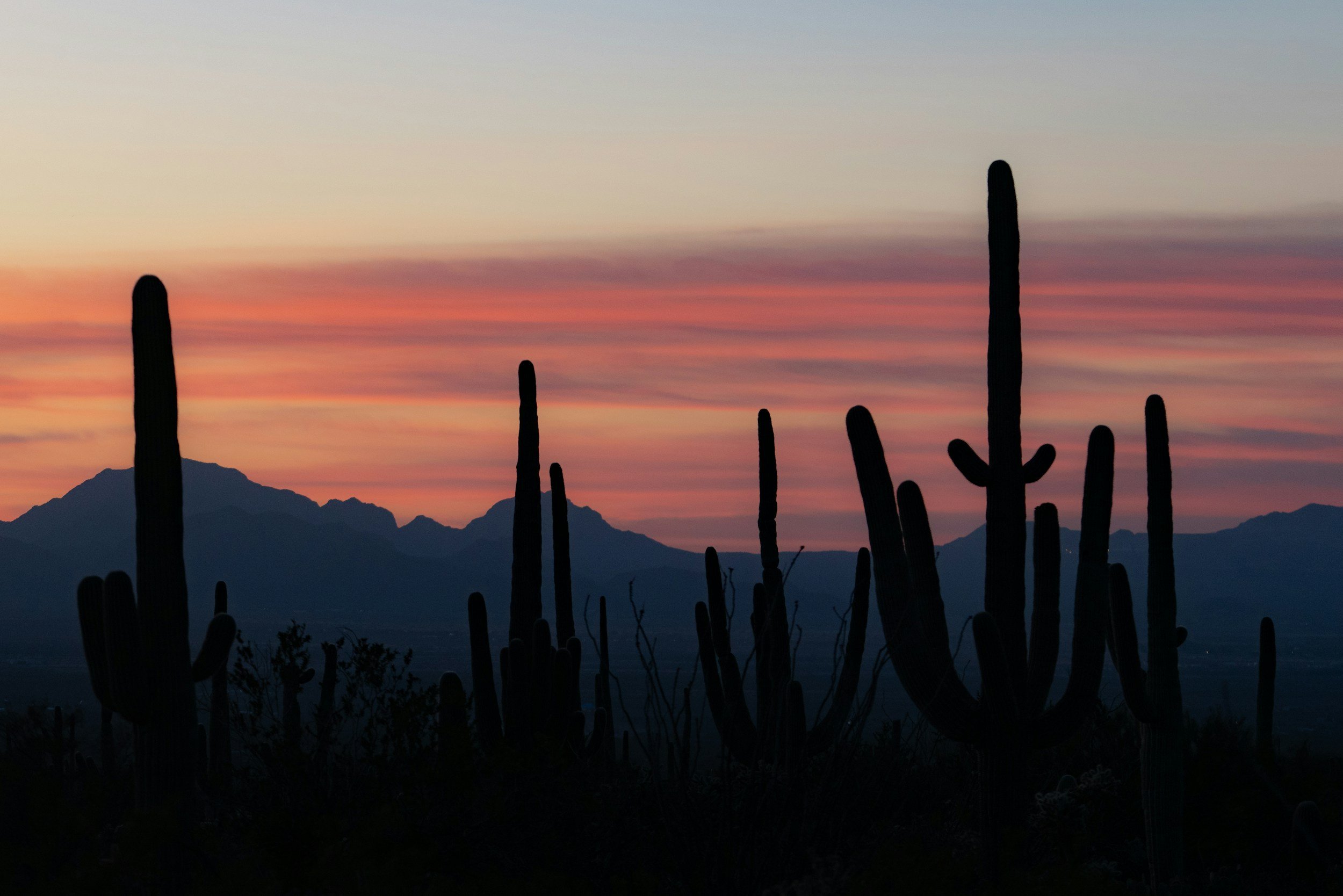 Saguaro silhouettes against a desert sunset.